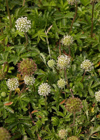 Pirri-Pirri-Bur - Acaene novae-zelandiae. Image: Peter Wakeham